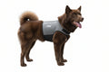 Dog protection vest